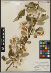 Foto von Salix serissima (L. H. Bailey) Fern.